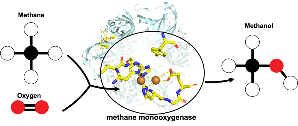 Enzyme catalysis illustration